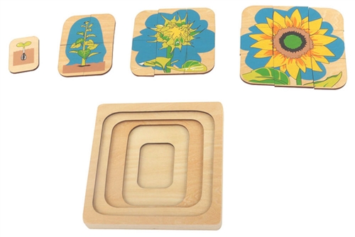 Puzzle of Sunflower Life Cycle