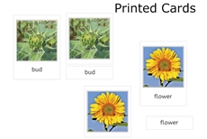 Sunflower Life Cycle 3-Part Cards