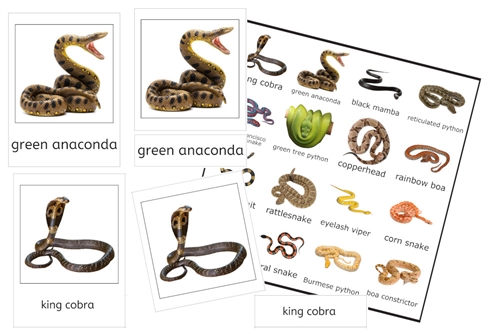Snakes 3-Part Cards (PDF)