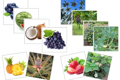 Fruit & Plant Matching Cards (PDF)