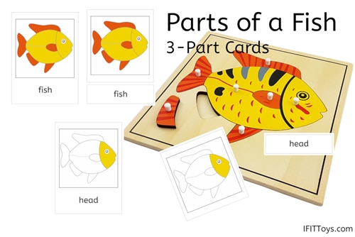 Parts of a Fish 3-Part Cards (PDF)