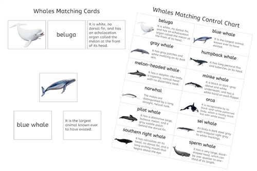 Whales Matching Cards (PDF)