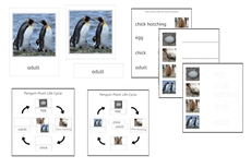 Penguin Life Cycle 3-Part Cards & Worksheets (PDF)