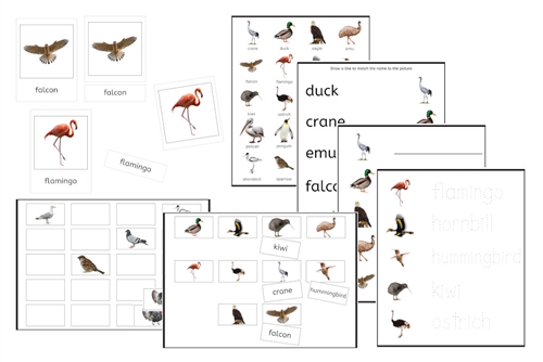 Birds Exercise Set (PDF)