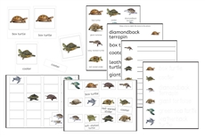 Turtles Exercise Set (PDF)