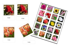 Flowers 3-Part Cards (PDF)