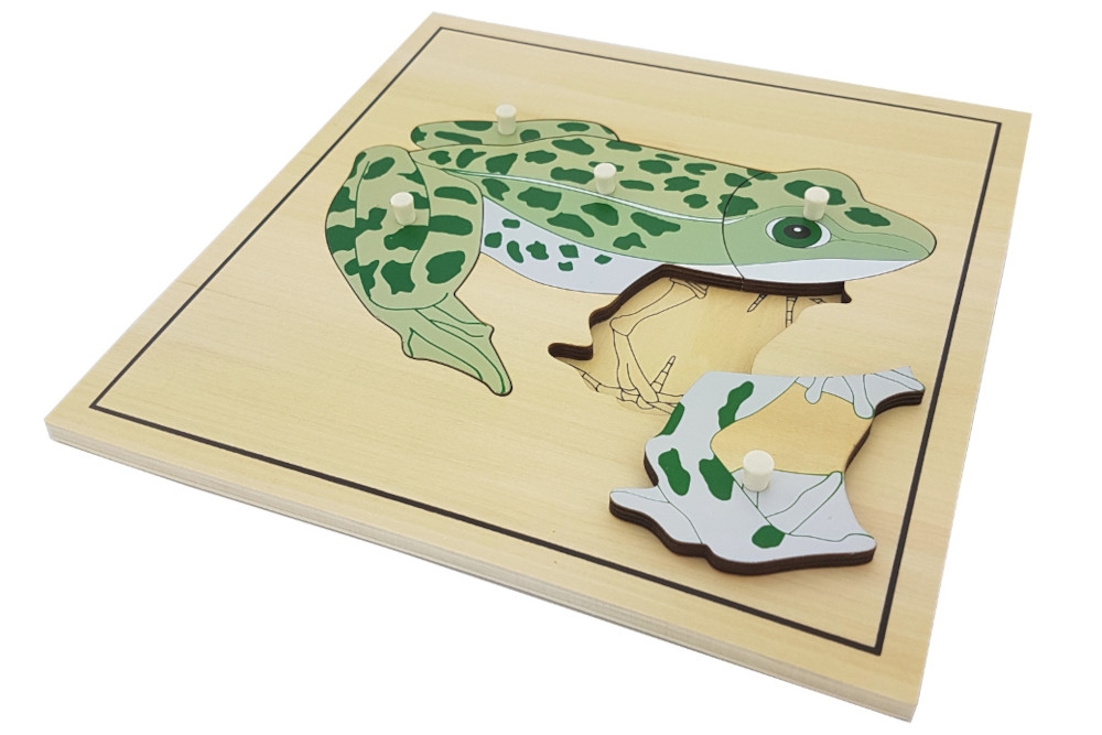 Frog Puzzle with Skeleton - IFIT Montessori
