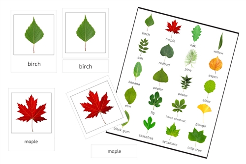 Leaves 3-Part Cards (PDF)