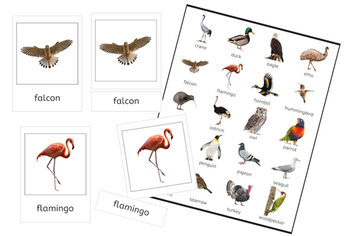 Birds 3-Part Cards (PDF)