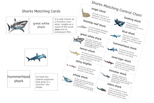 Sharks Matching Cards (PDF)