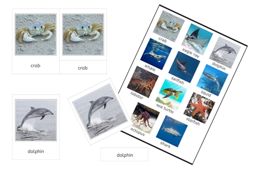 11 Marine Animals 3-Part Cards (PDF)
