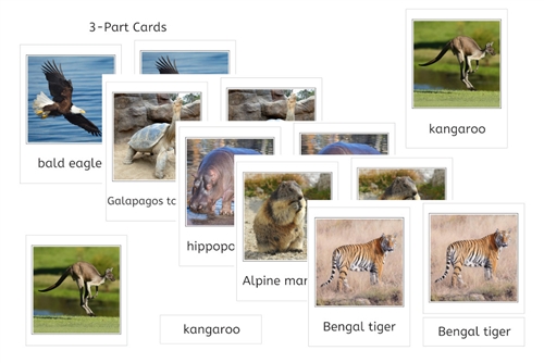 World Animals 3-Part Cards Bundle (PDF)