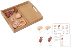 8 Human Organ Models with 2-Compartment Tray and PDF Cards