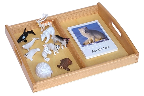 Arctic Models Set with 2-Compartment Tray and Cards
