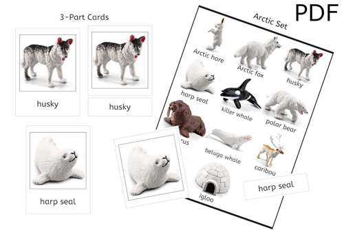 Arctic Set 3-Part Cards (PDF)
