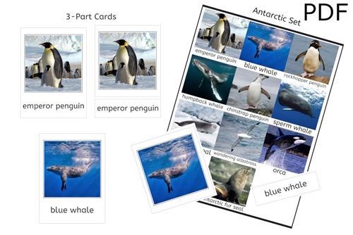 Antarctic Set 3-Part Cards (PDF)