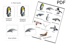 Antarctic Set 3-Part Cards (PDF)