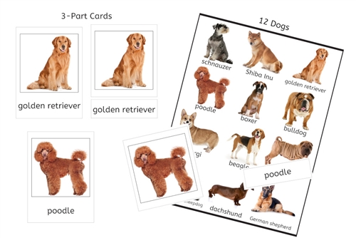 12 Dogs 3-Part Cards (PDF)