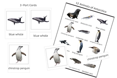 Animals of Antarctica 3-Part Cards (PDF)
