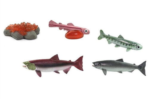 Life Cycle of a Salmon