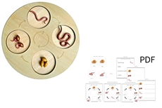 Life Cycle of a Worm with Demo Tray
