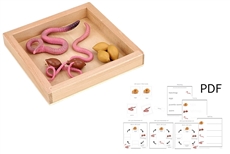 Life Cycle of a Worm with Tray