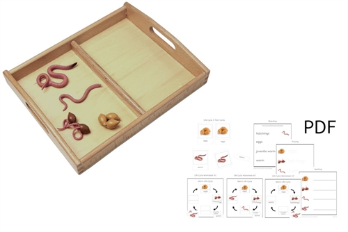 Life Cycle of a Worm with Tray and PDF set