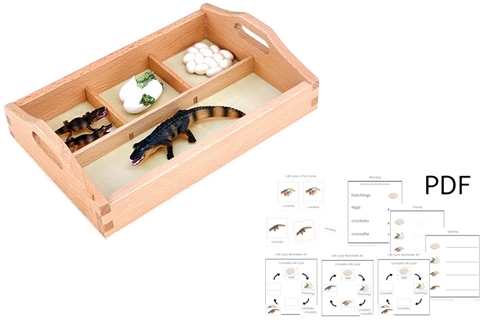 Life Cycle of a Crocodile with Sorting Tray