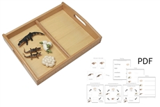Life Cycle of a Crocodile with Tray and PDF set