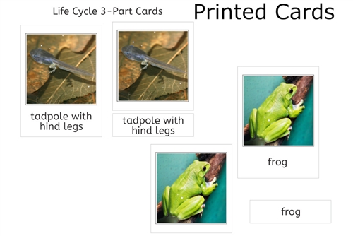 Frog Life Cycle 3-Part Cards