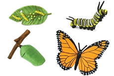 Life Cycle of a Monarch Butterfly