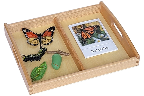 Life Cycle of a Butterfly with Tray and Cards