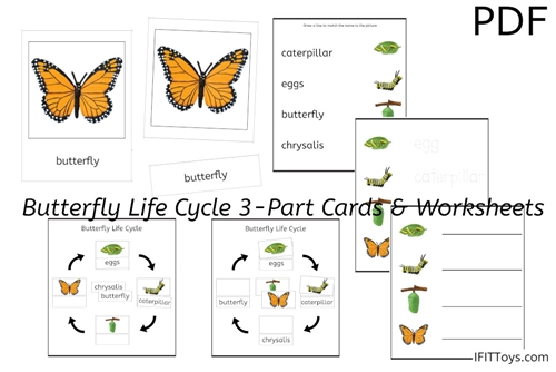 Butterfly Life Cycle 3-Part Cards & Worksheets (PDF)