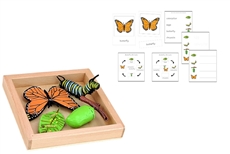 Life Cycle of a Monarch Butterfly with Tray