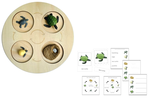 Life Cycle of a Green Sea Turtle with Demo Tray
