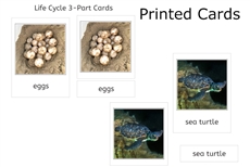 Sea Turtle Life Cycle 3-Part Cards