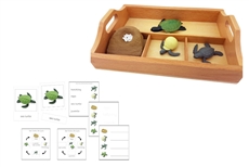 Life Cycle of a Green Sea Turtle with Sorting Tray