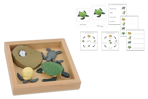 Life Cycle of a Green Sea Turtle with Tray