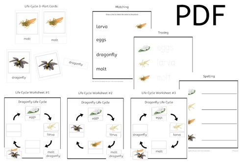 Dragonfly Life Cycle 3-Part Cards & Worksheets (PDF)