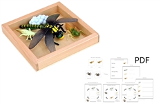 Life Cycle of a Dragonfly with Tray