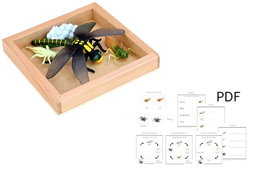 Life Cycle of a Dragonfly with Tray