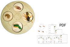 Life Cycle of a Wasp with Demo Tray