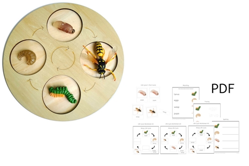 Life Cycle of a Wasp with Demo Tray