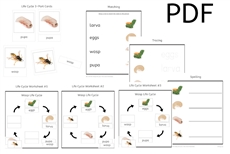 Wasp Life Cycle 3-Part Cards & Worksheets (PDF)