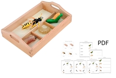 Life Cycle of a Wasp with Sorting Tray