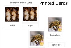 Honey Bee Life Cycle 3-Part Cards