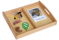 Life Cycle of a Honey Bee with Tray and Cards