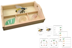 Life Cycle of a Honey Bee with Sorting Tray