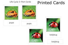 Ladybug Life Cycle 3-Part Cards