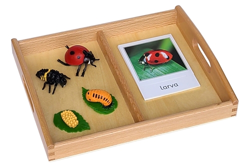 Life Cycle of a Ladybug with Tray and Cards